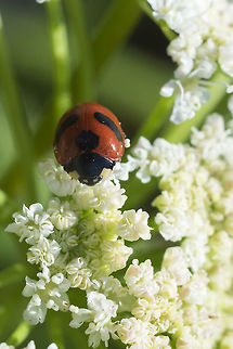 mountain lady beetle  Coccinella monticola,Geotagged,Summer,United States,mountain lady beetle