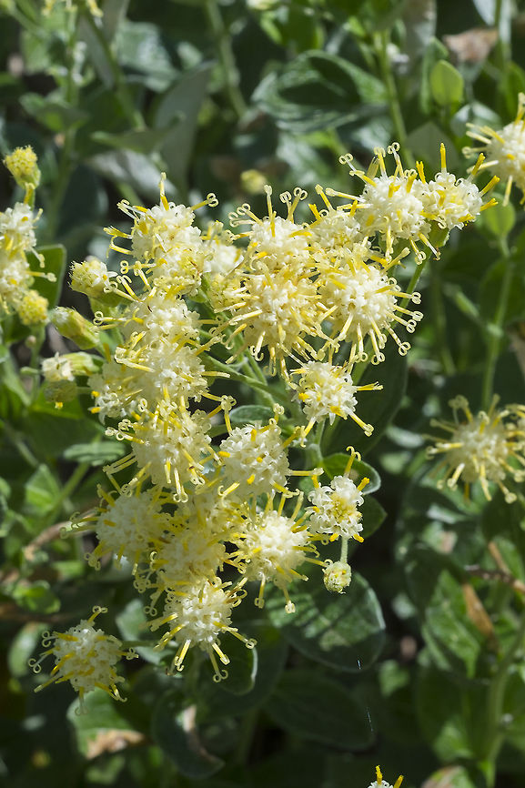 silverback luina  Geotagged,Luina hypoleuca,Summer,United States