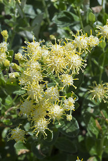 silverback luina  Geotagged,Luina hypoleuca,Summer,United States