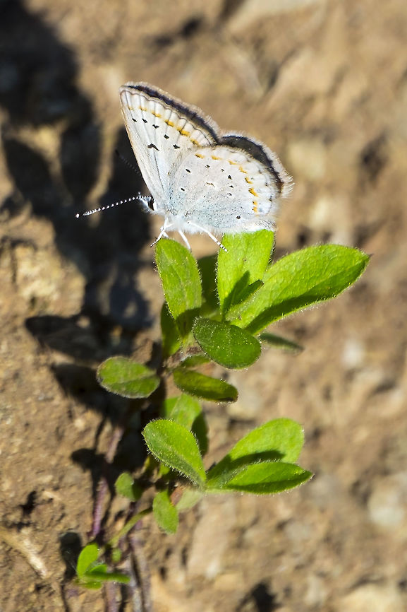 Anna's blue  Geotagged,Plebejus anna,Summer,United States