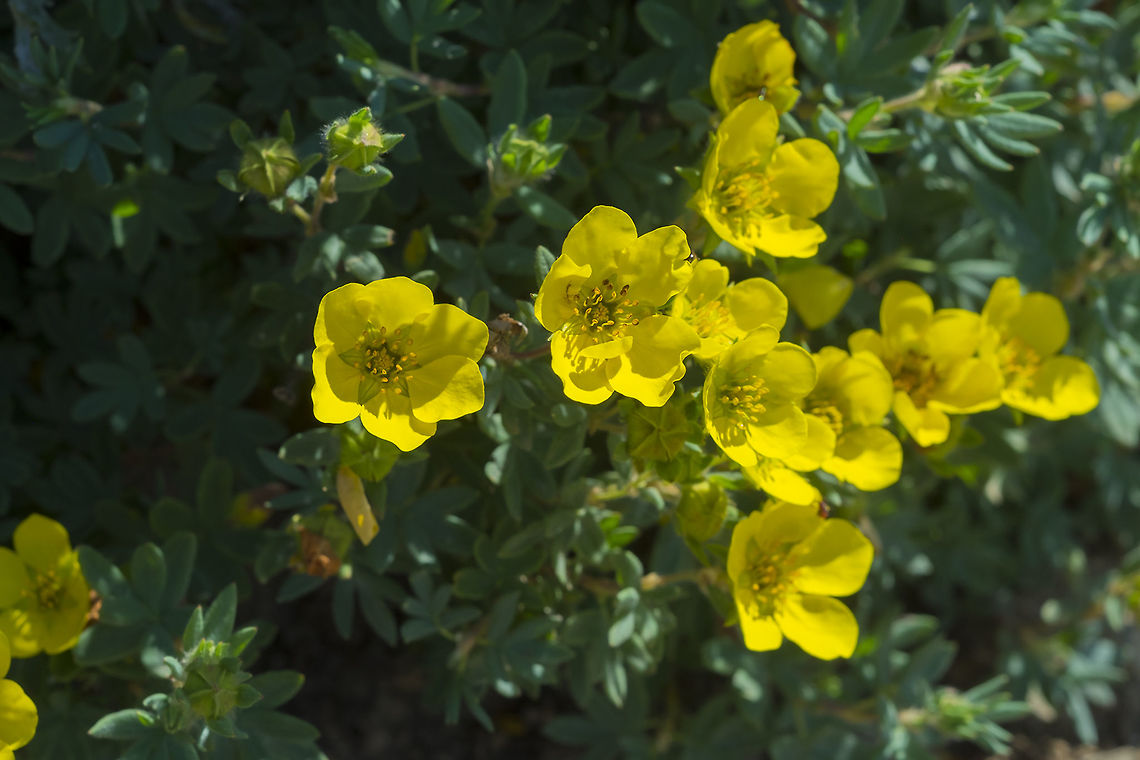 shrubby cinquefoil  Dasiphora fruticosa,Geotagged,Summer,United States