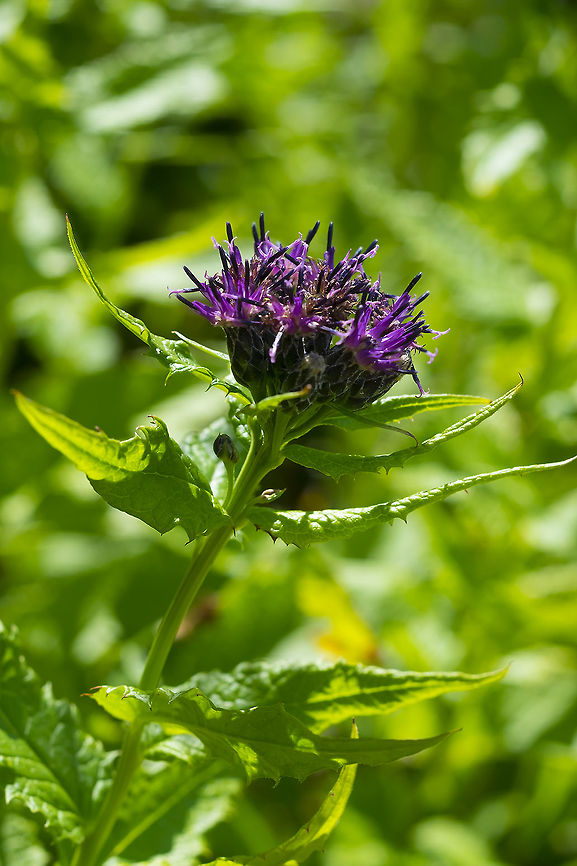 American saw-wort  Geotagged,Saussurea americana,Summer,United States