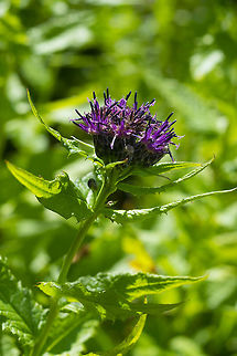 American saw-wort  Geotagged,Saussurea americana,Summer,United States