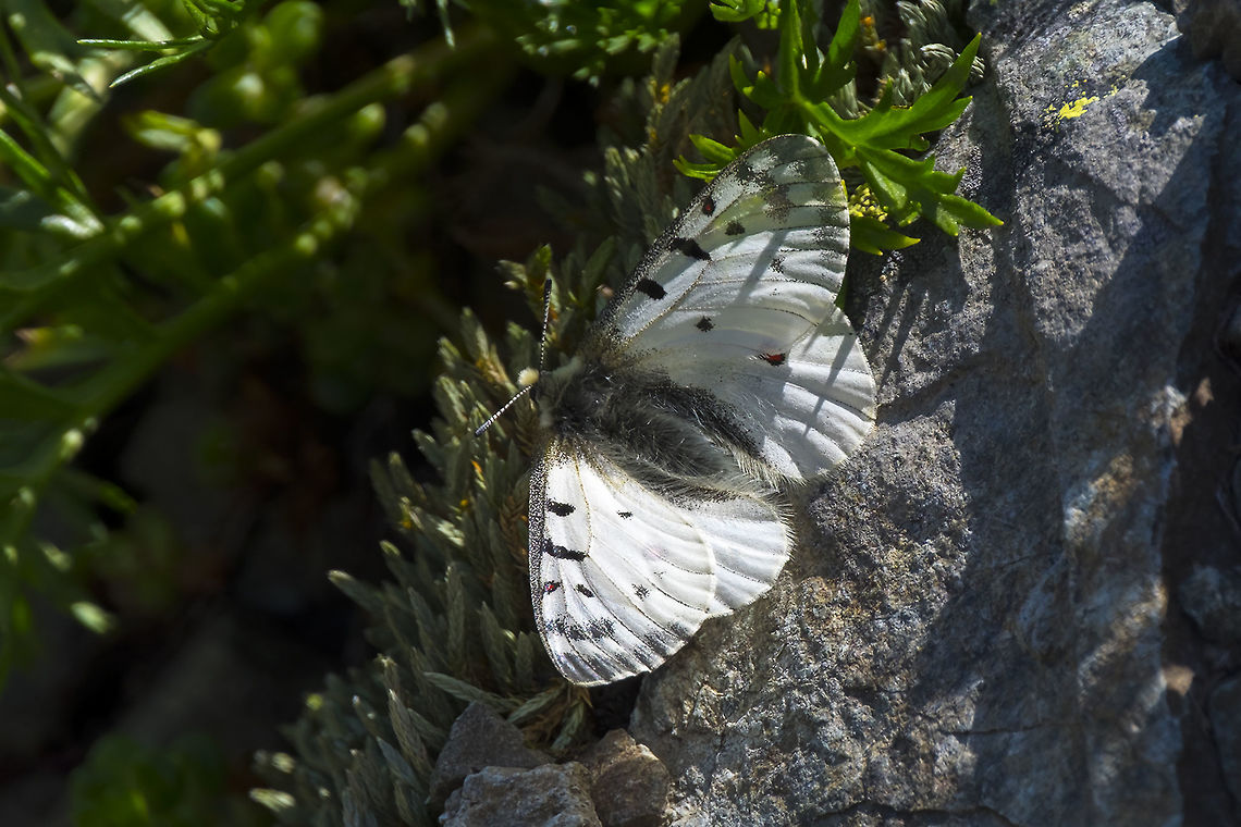 Rocky Mountain Apollo  Geotagged,Parnassius smintheus,Rocky Mountain parnassian,Summer,United States