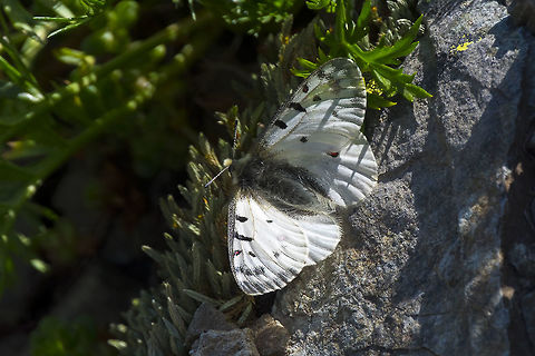 Rocky Mountain Apollo Geotagged,Parnassius smintheus,Rocky Mountain parnassian,Summer,United States