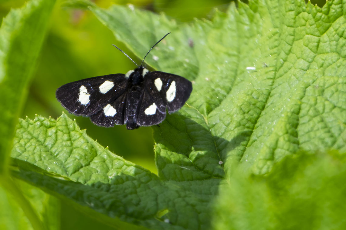 Langton's forester moth  Alypia langtoni,Geotagged,Langton's Forester,Summer,United States