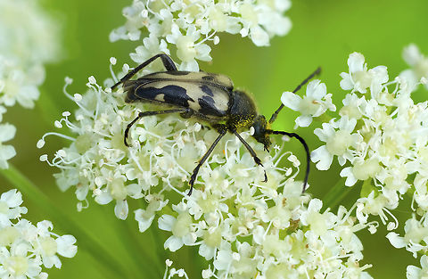long horn flower beetle  Geotagged,Judolia instabilis,Summer,United States