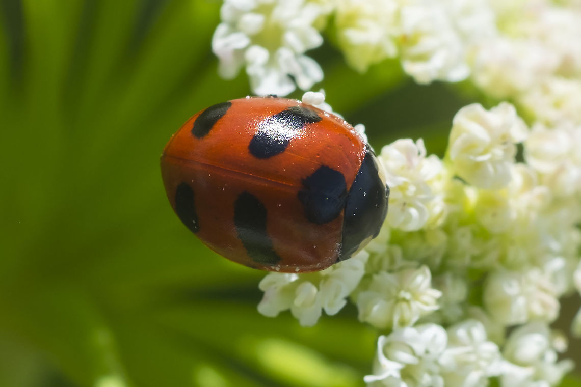 mountain lady beetle additional view to show the stripes better Coccinella monticola,Geotagged,Summer,United States,mountain lady beetle