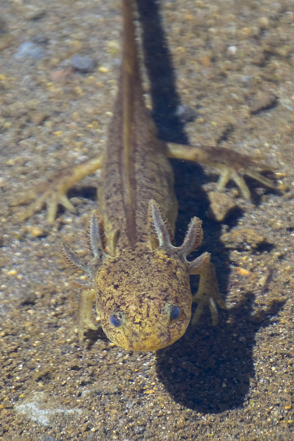 Northwestern salamander 2nd year nymph  Ambystoma gracile,Geotagged,Northwestern salamander,Summer,United States