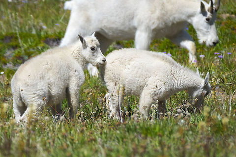baby mountain goats  Geotagged,Mountain goat,Oreamnos americanus,Summer,United States