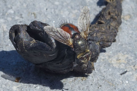 Tachnid fly Genus Tachina That appears to be about as far as I'll be able to go.... only one species of many described on BugGuide
per a description in the insect guide I just purchased I suspect this may be Peleteria angulata but a lack of more photos/information hinders a sure ID.  Geotagged,Summer,United States