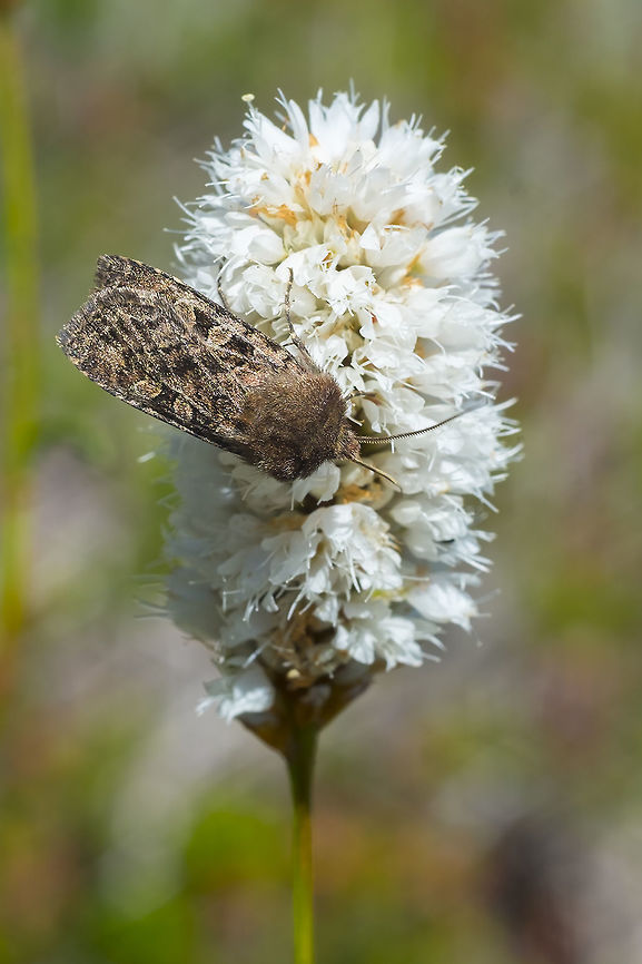 brown day flying moth with furry shoulders  Euxoa septentrionalis,Geotagged,Summer,United States