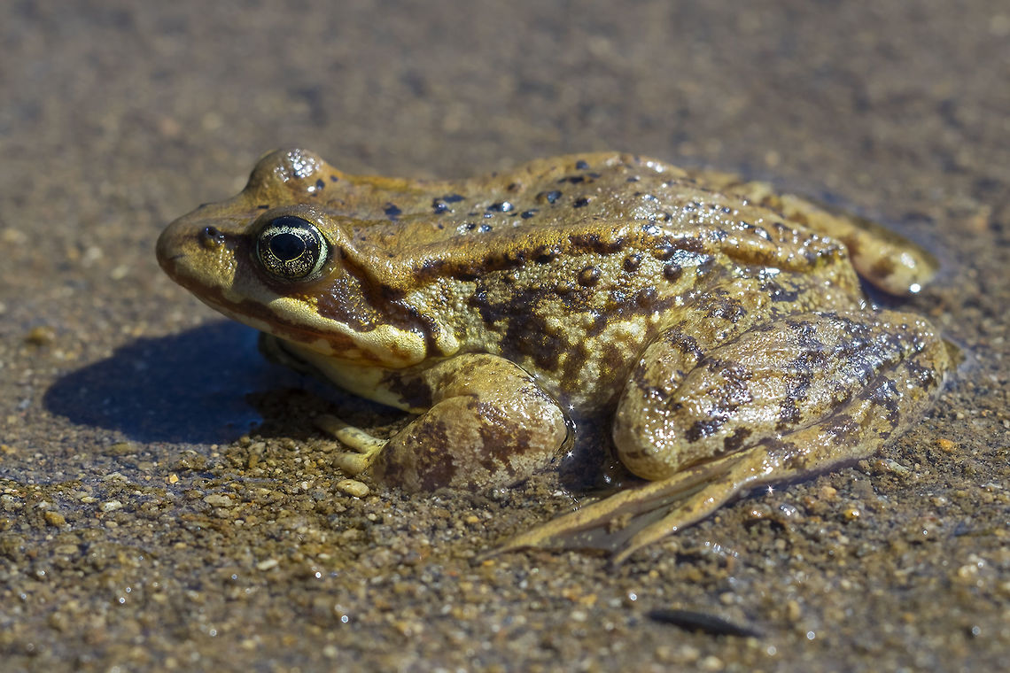 Cascades frog  Cascades frog,Geotagged,Rana cascadae,Summer,United States