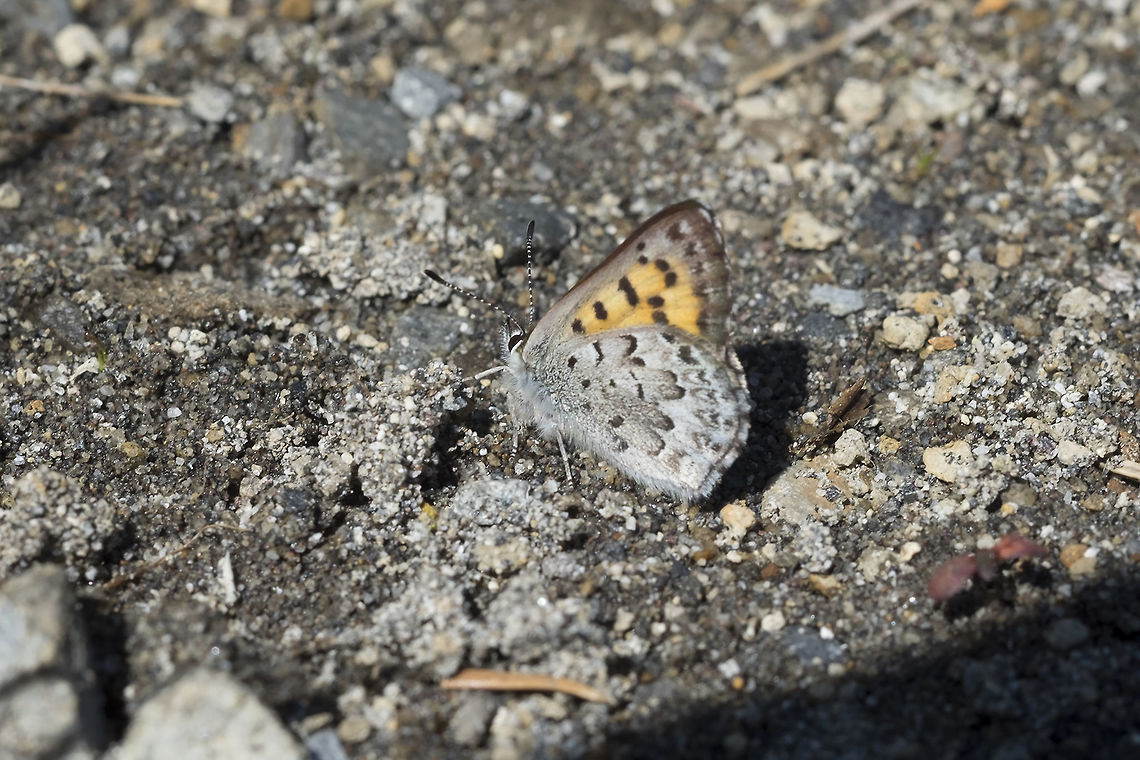 mariposa copper  Geotagged,Lycaena mariposa,Mariposa copper,Summer,United States