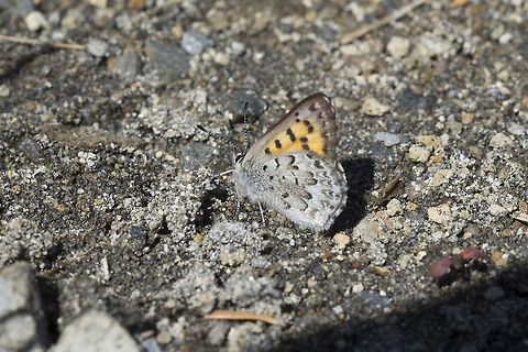 mariposa copper  Geotagged,Lycaena mariposa,Mariposa copper,Summer,United States