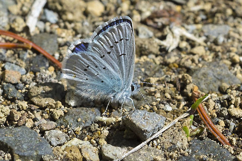 Anna's blue  Anna's Blue,Geotagged,Plebejus anna,Summer,United States
