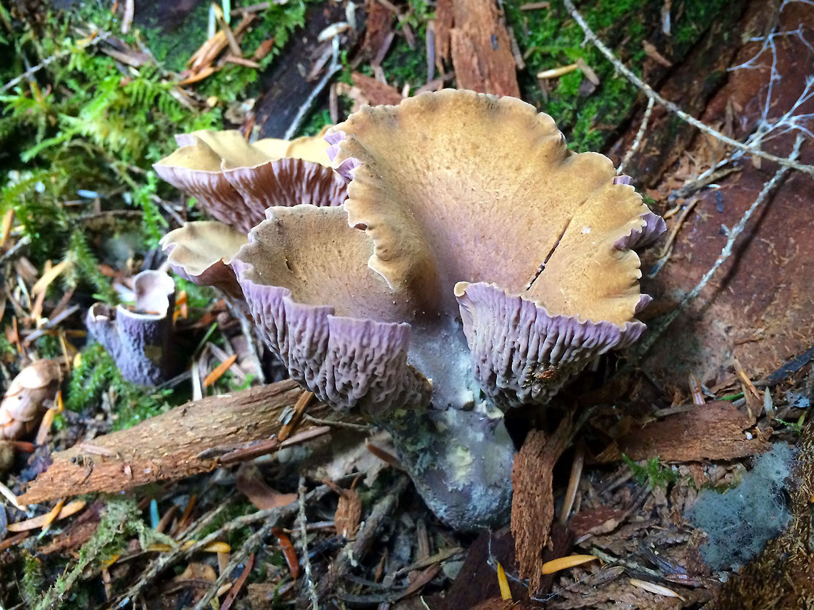 Gomphus clavatus  Geotagged,Gomphus clavatus,Pig's Ears,Summer,United States