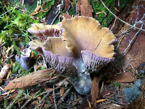 Gomphus clavatus  Geotagged,Gomphus clavatus,Pig's Ears,Summer,United States