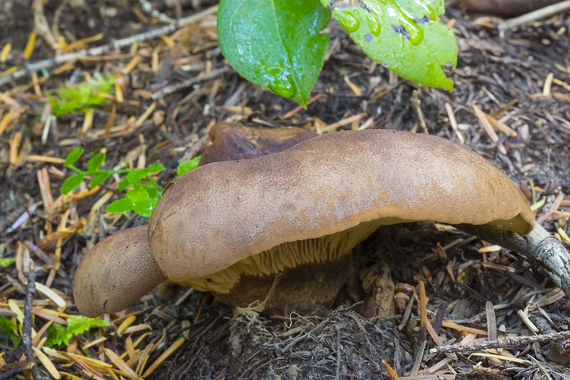 Velvet Roll Rim  Geotagged,Summer,Tapinella atrotomentosa,United States,Velvet roll-rim