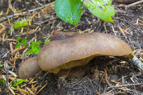 Velvet Roll Rim  Geotagged,Summer,Tapinella atrotomentosa,United States,Velvet roll-rim