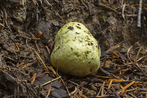 Rhizopogon occidentalis