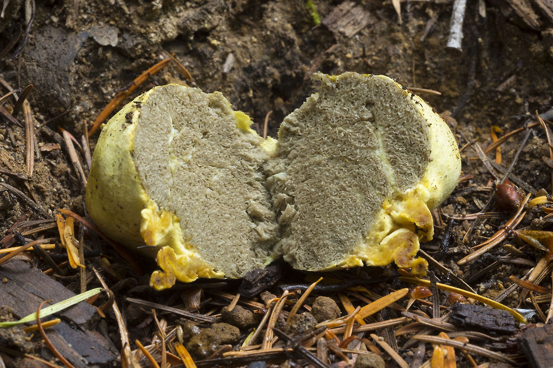 false truffle inside  Geotagged,Rhizopogon occidentalis,Summer,United States