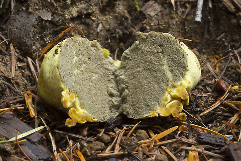 false truffle inside  Geotagged,Rhizopogon occidentalis,Summer,United States