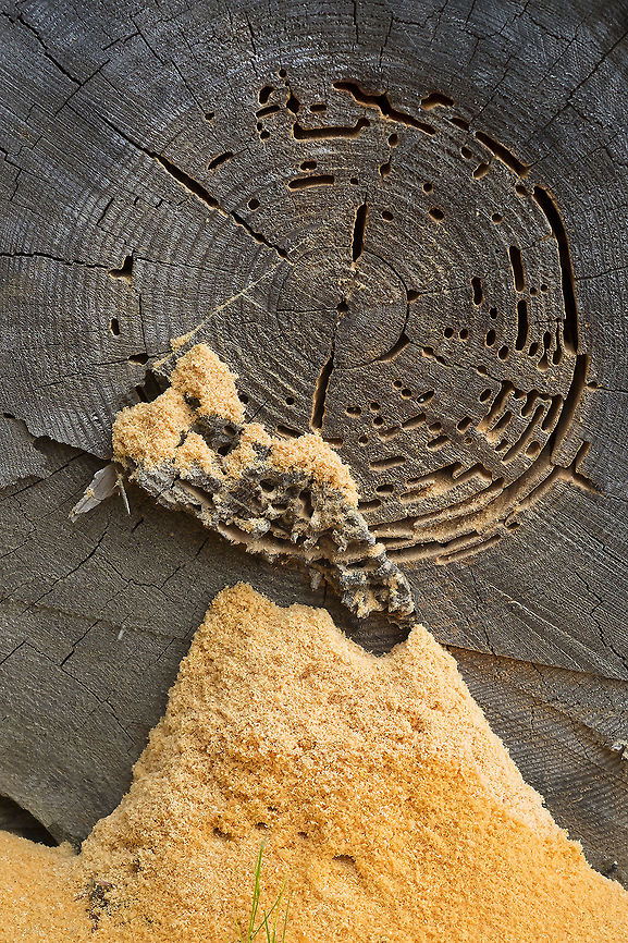 Carpenter ant nest  Camponotus modoc,Geotagged,Summer,United States