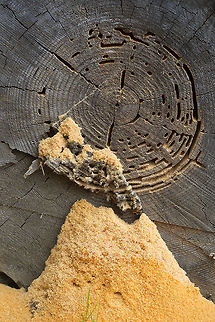 Western carpenter ant