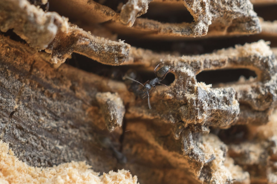 Western carpenter ant  Camponotus modoc,Geotagged,Summer,United States