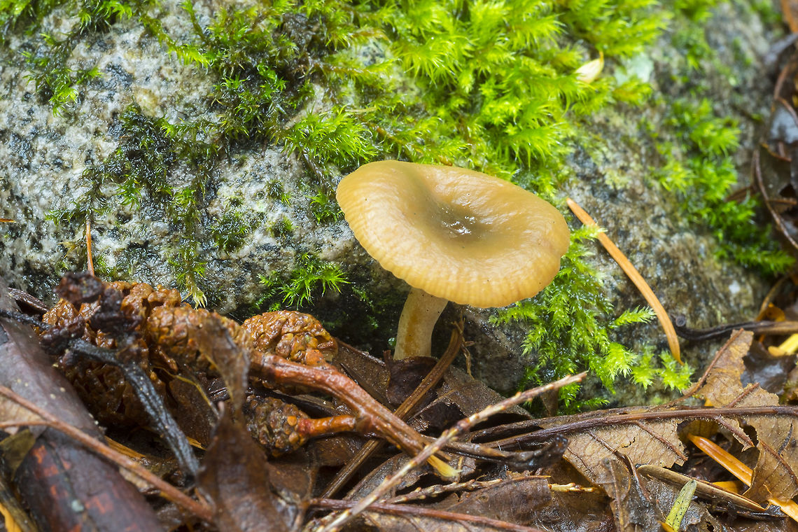 Lactarius occidentalis occurs with alders (which also love growing in abandoned road beds, which this was) - alder cone right at the base of the mushroom Geotagged,Lactarius occidentalis,Summer,United States