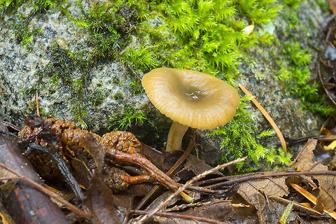 Lactarius occidentalis occurs with alders (which also love growing in abandoned road beds, which this was) - alder cone right at the base of the mushroom Geotagged,Lactarius occidentalis,Summer,United States