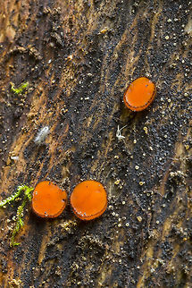 Eyelash cups  Eyelash cup,Geotagged,Scutellinia scutellata,Summer,United States