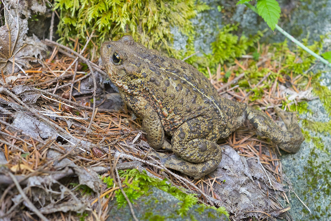 western toad  Anaxyrus boreas,Geotagged,Summer,United States,Western toad