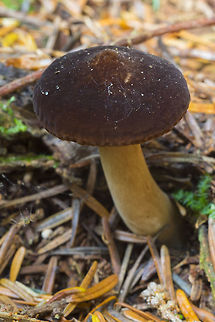 Pluteus romellii  Geotagged,Pluteus romellii,Summer,United States