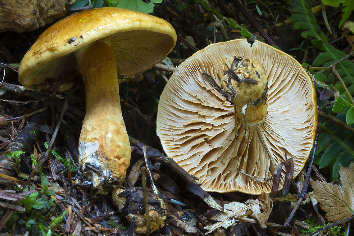 Tricholoma working on narrowing this down to a species... <br />
possibilities - (seems to match some but not all enough characteristics to convince me for each of these)<br />
T. arvense<br />
T. equestre (flavovriens)<br />
T. nictitans<br />
T. fulvum  Geotagged,Summer,United States