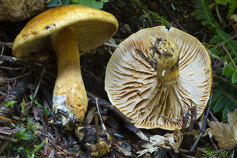 Tricholoma working on narrowing this down to a species... 
possibilities - (seems to match some but not all enough characteristics to convince me for each of these)
T. arvense
T. equestre (flavovriens)
T. nictitans
T. fulvum  Geotagged,Summer,United States