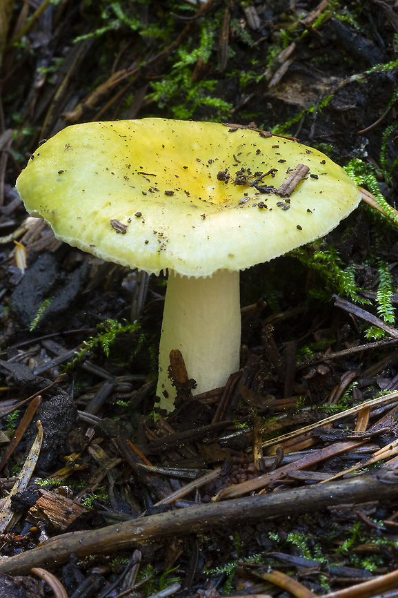 Hygrocybe flavescens  Geotagged,Hygrocybe flavescens,Summer,United States