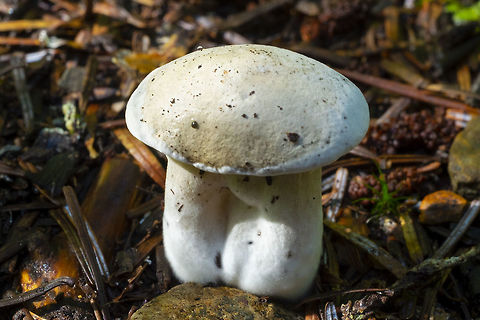funky little double mushroom not sure I'll be able to id this one, but it's awfully cute... it could possibly be Clitocybe sclerotoidea... but I can't see any way to really confirm that...  Geotagged,Summer,United States