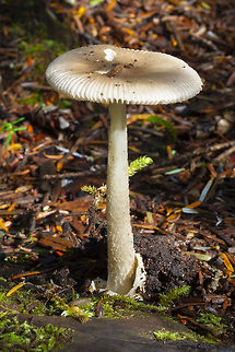 Amanita vaginata grp. my guide states that brown species may not yet have names..  Amanita vaginata,Geotagged,Grisette,Summer,United States