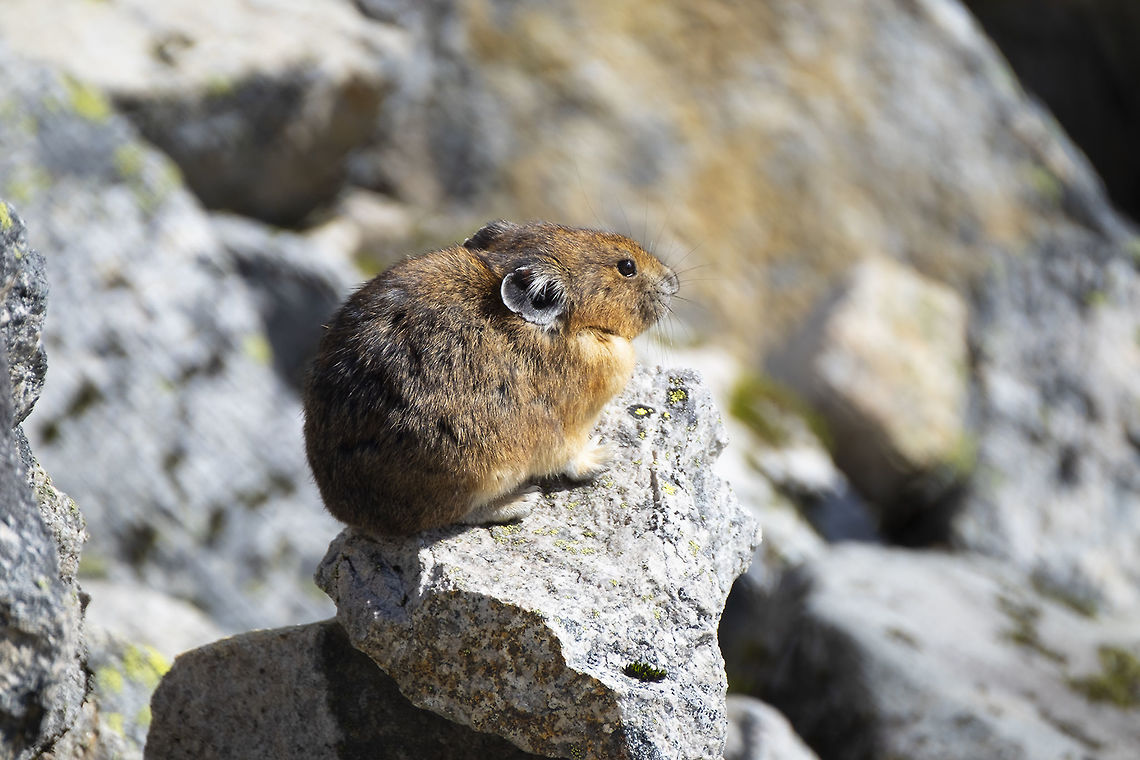 American pika on lookout These fuzzy little bunny like creatures may be facing troubles in other areas, but around here, it appears they have found ways to thrive. They can still be found in abundance, even at lower elevations where summer days may be hotter than they can tolerate well.  American pika,Ochotona princeps
