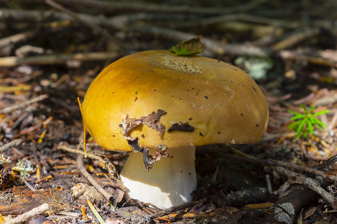 orange russula I think this may be a Russula vinososordida... but not much info. I think I&#039;ll try Mushroom observer Geotagged,Summer,United States