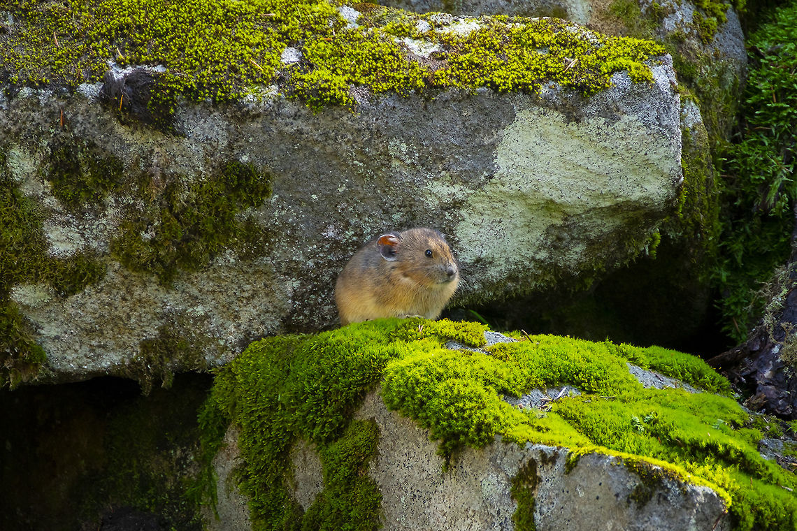 Brindle Pika these little guys are just irresistible.. This one has a rather lovely brindle coat.  American pika,Geotagged,Ochotona princeps,Summer,United States