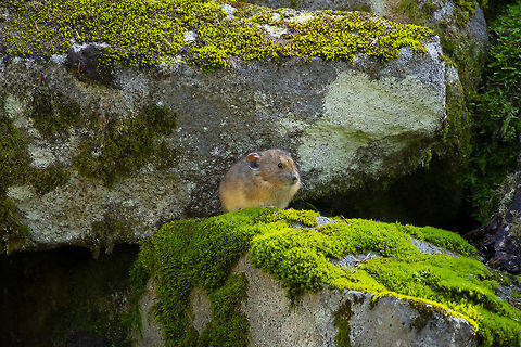 Brindle Pika these little guys are just irresistible.. This one has a rather lovely brindle coat.  American pika,Geotagged,Ochotona princeps,Summer,United States
