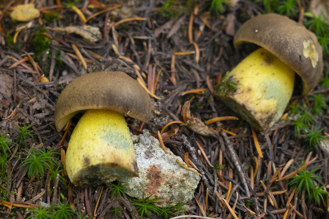 Bitter bolete  Caloboletus frustosus,Geotagged,Summer,United States