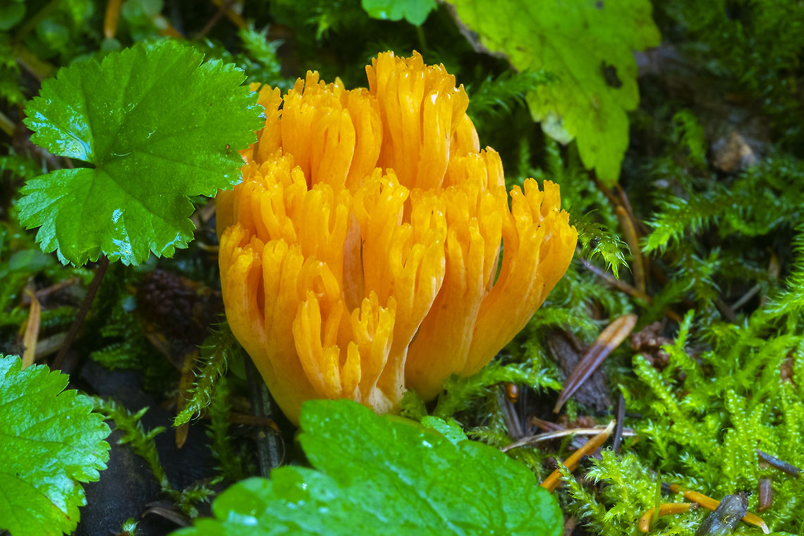 Ramariopsis crocea or Clavulinopsis corniculata Clavulinopsis is more common, but Ramariopsis is a brighter orange and smaller, which fits this one. Geotagged,Summer,United States