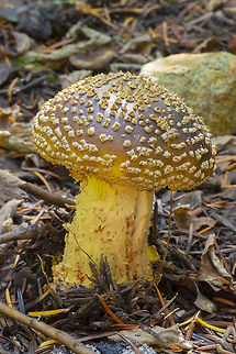 Amanita augusta gorgeous golden Amanita with really distinct scales Amanita augusta,Geotagged,Summer,United States