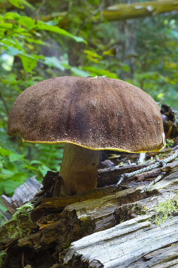 Admiral bolete  Admirable bolete,Aureoboletus mirabilis,Geotagged,Summer,United States
