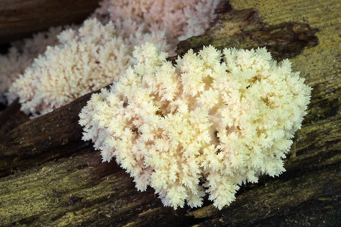 perfect Herecium it&#039;s so rare to find these before they start to brown or droop. This one was absolutely perfect and in a very protected spot, so that it wasn&#039;t full of debris. Hericium coralloides