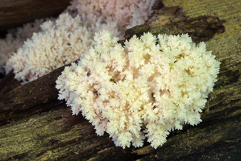 perfect Herecium it's so rare to find these before they start to brown or droop. This one was absolutely perfect and in a very protected spot, so that it wasn't full of debris. Hericium coralloides